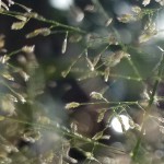 Jackson_Chan's avatar