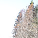 ms0931771134's avatar